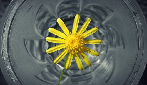 flower in water flower yellow