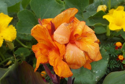 flower india  orange  flora