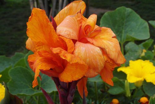 flower india  orange  flora