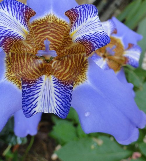 flower iris garden plant