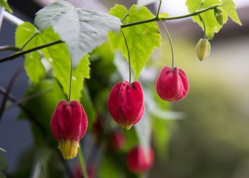 flower lanterns on the fuchsias bell begonia