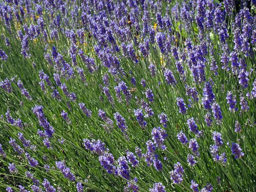flower lavender  wild flowers  wasp