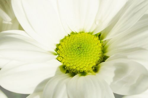 Flower - Macro