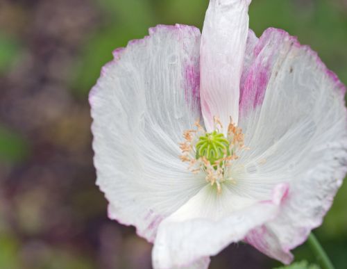 Flower Macro