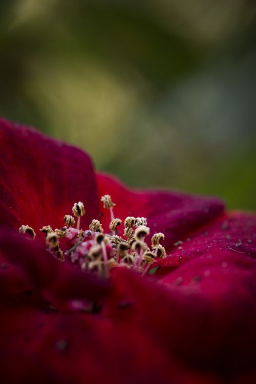 flower macro red flower macro