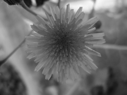 Flower Macro 9