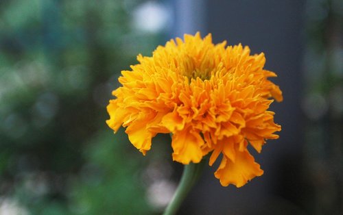 flower marigold  yellow  vietnam