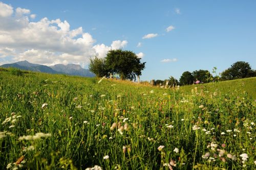 flower meadow tree landscape