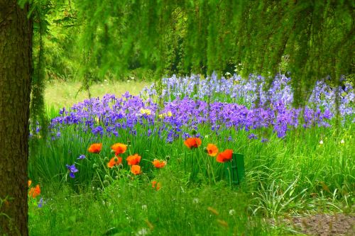 flower meadow poppy red