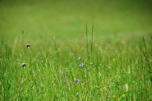 flower meadow grasses grass