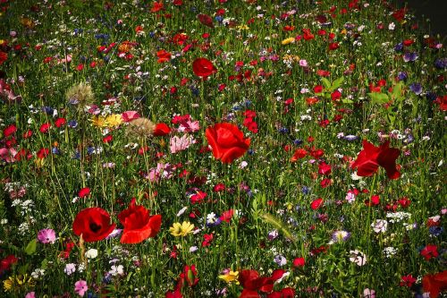 flower meadow wild flowers flowers