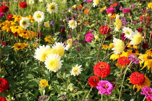 flower meadow country garden show colorful