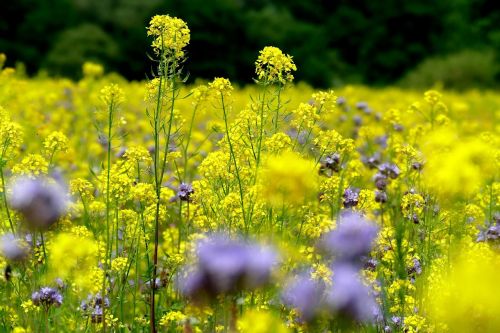 flower meadow summer nature