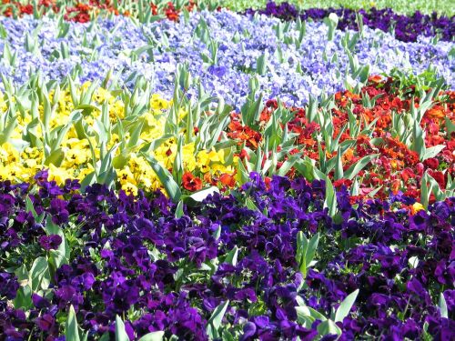 flower meadow colorful flowers