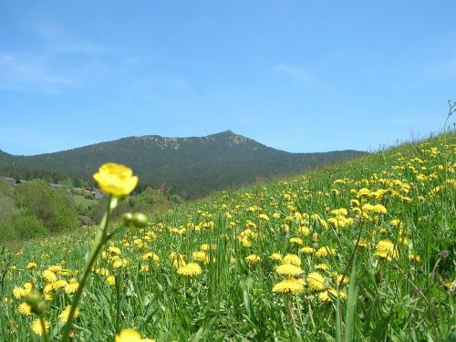 flower meadow summer grass