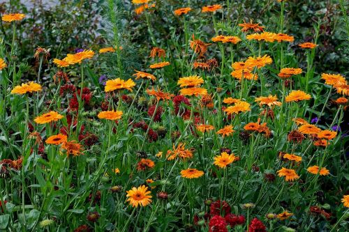 flower meadow plant blossom