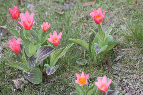 flower meadow spring tulips