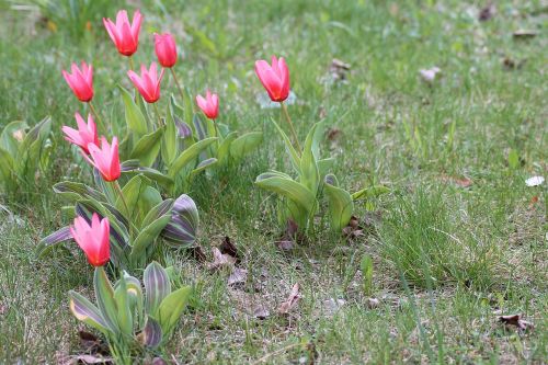 flower meadow spring tulips