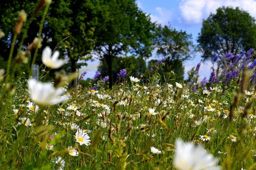 flower meadow trees meadow