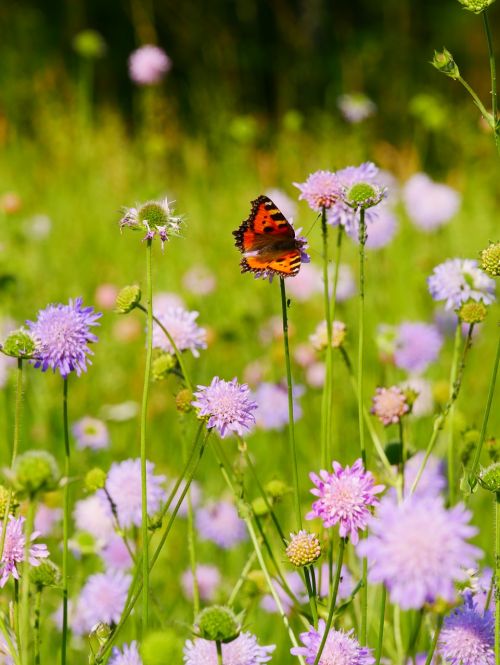 flower meadow butterfly ökowiese