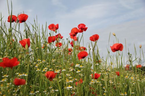 flower meadow poppy nature