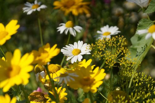 flower meadow wild flowers macro