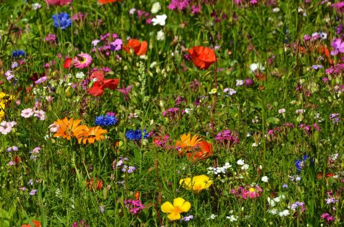 flower meadow farbenpracht summer