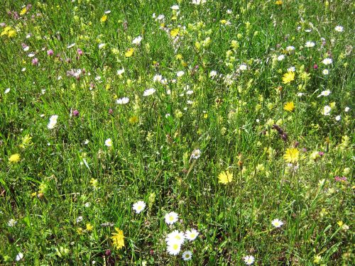 flower meadow mountain flowers botanical