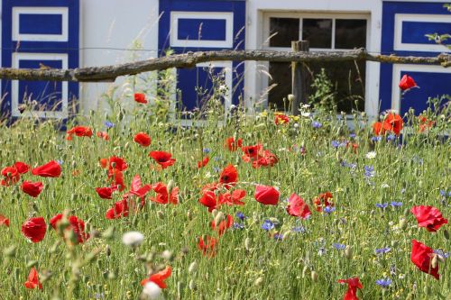 flower meadow meerbusch osterath