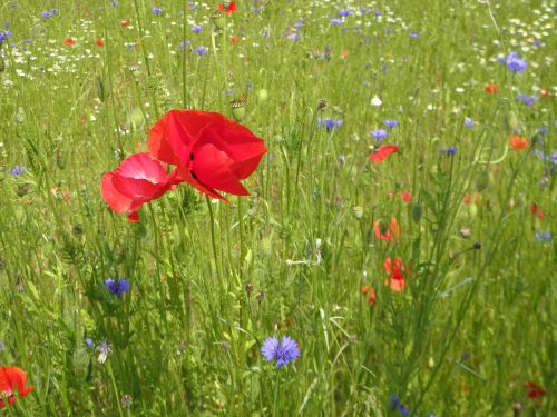 flower meadow red flower poppy