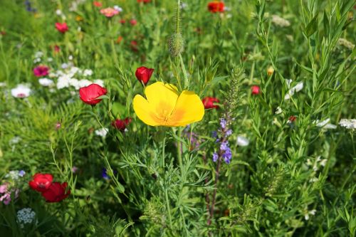 flower meadow flower blossom