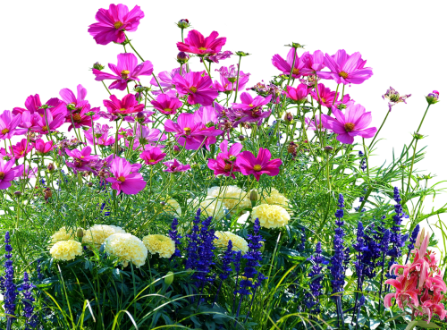 flower meadow meadow nature