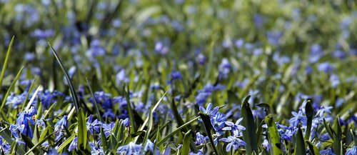 flower meadow  bluebell  grass