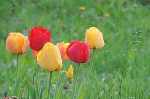 flower meadow  nature  field