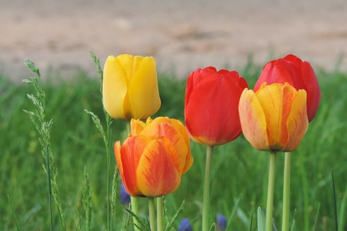 flower meadow  nature  field