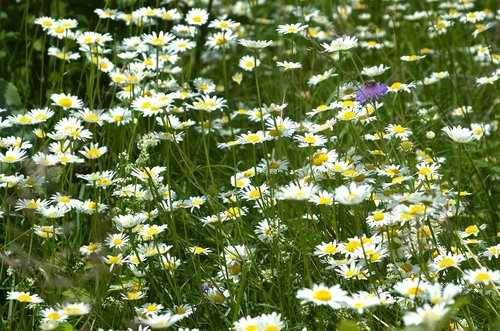 flower meadow  spring meadow  meadow