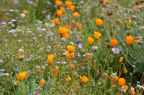 flower meadow  orange  flowers