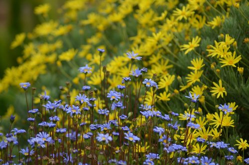 flower meadow  blue yellow  contrast