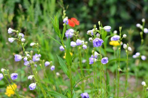 flower meadow  wild flowers  bellflower