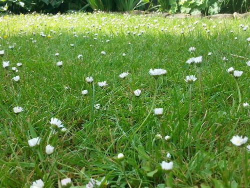 flower meadow daisy flower