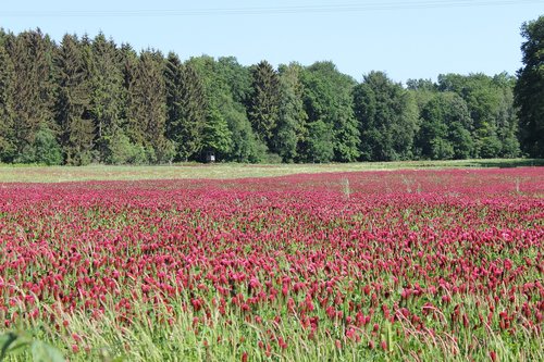 flower meadow  red  kettenkamp