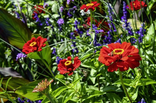 flower meadow  zinnia  verbena