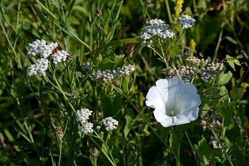 flower meadow  stock rose  plant