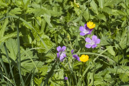 flower meadow summer summer meadow