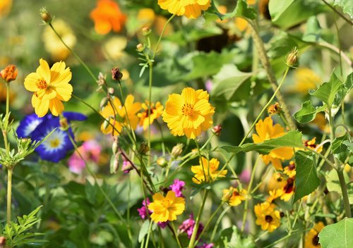 flower meadow  flowers  wildflowers