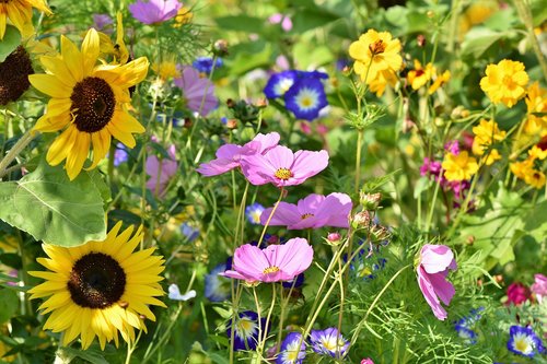 flower meadow  flowers  wildflowers