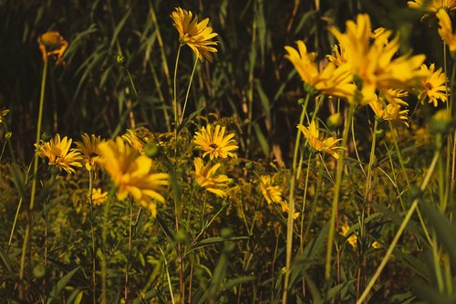 flower meadow  meadow  flowers