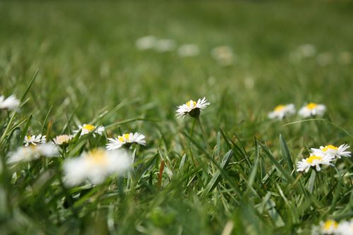 flower meadow daisy grass