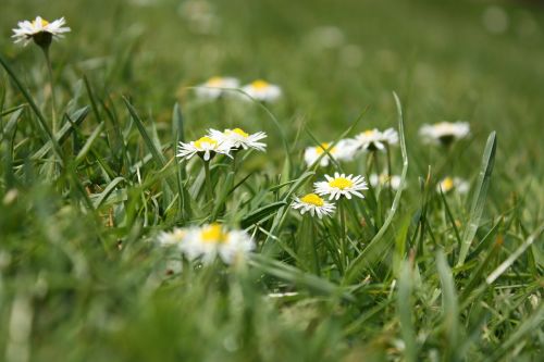flower meadow daisy grass