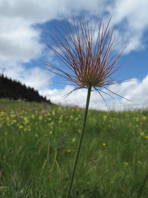 flower meadow  alm  switzerland